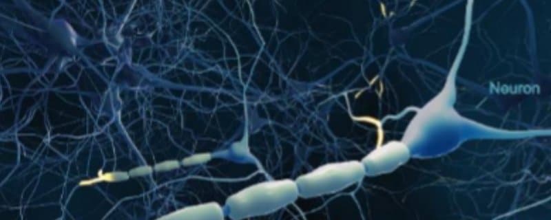 Featured image for ““The Immune System and MS Forum”- Learn How Lifestyle can Affect Immune Health”